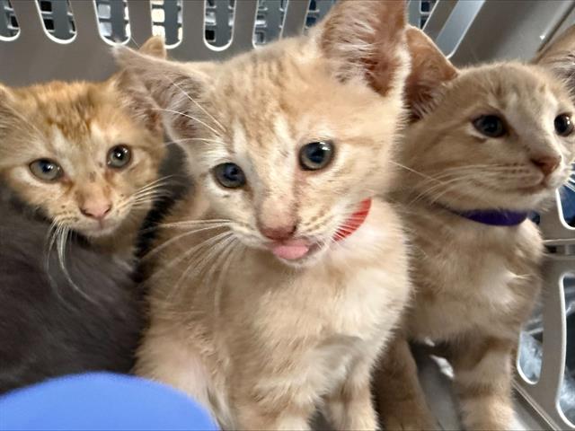 Shelter Stray Female Cat last seen CHARLOTTE, 8315 Byrum Dr, Charlotte, NC 28217, USA