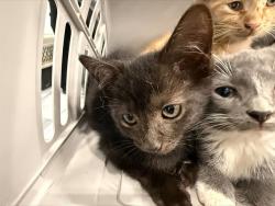 Shelter Stray Female Cat last seen CHARLOTTE, 8315 Byrum Dr, Charlotte, NC 28217, USA