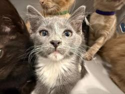 Shelter Stray Female Cat last seen CHARLOTTE, 8315 Byrum Dr, Charlotte, NC 28217, USA