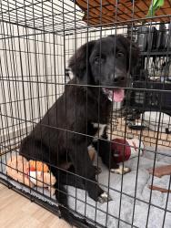 Found/Stray Male Dog last seen Immanuel and Crystal Bend  , Pflugerville, TX 78660