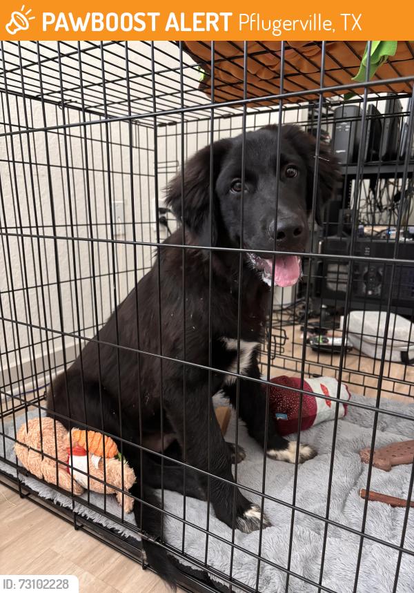 Found/Stray Male Dog last seen Immanuel and Crystal Bend  , Pflugerville, TX 78660