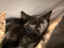 Shelter Stray Female Cat last seen CHARLOTTE, 8315 Byrum Dr, Charlotte, NC 28217, USA
