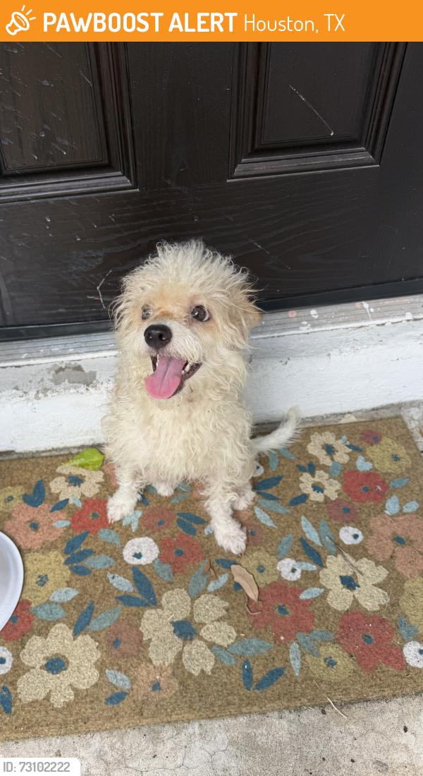 Found/Stray Female Dog last seen Eblen dr Houston tx 77040, Houston, TX 77040