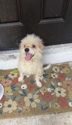 Found/Stray Female Dog last seen Eblen dr Houston tx 77040, Houston, TX 77040