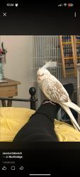 Lost Female Bird last seen By Balboa Blvd, Los Angeles, CA 91343