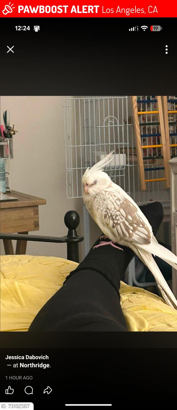 Lost Female Bird last seen By Balboa Blvd, Los Angeles, CA 91343