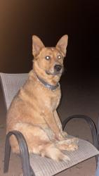 Reunited Male Dog last seen Houghton and MaryAnn Cleavland, Tucson, AZ 85747