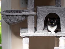 Lost Female Cat last seen Jeronimo and Via Tudela, Mission Viejo, CA, Mission Viejo, CA 92691