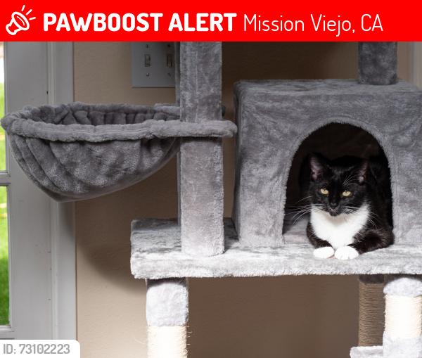 Lost Female Cat last seen Jeronimo and Via Tudela, Mission Viejo, CA, Mission Viejo, CA 92691