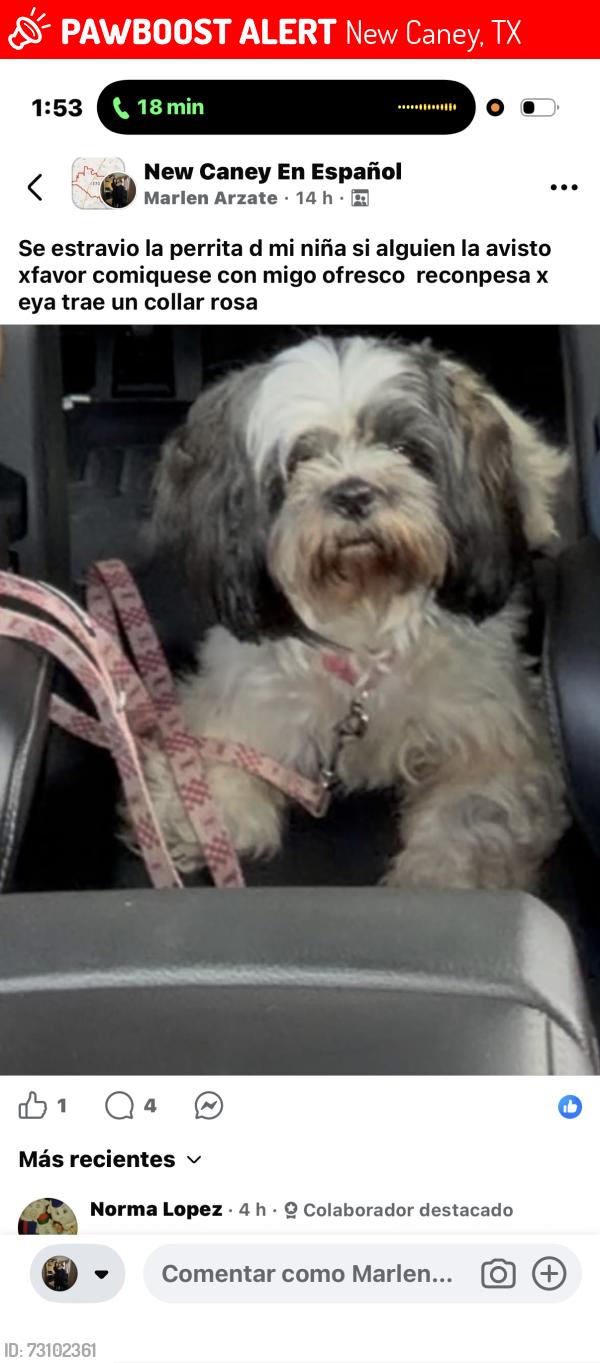 Lost Female Dog last seen Near coach light ln, New Caney, TX 77357