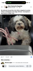Lost Female Dog last seen Near coach light ln, New Caney, TX 77357