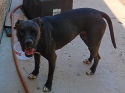 Found/Stray Female Dog last seen 71st Ave & Glendale Ave, Glendale, AZ 85306