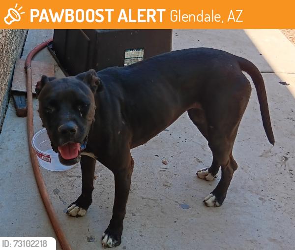 Found/Stray Female Dog last seen 71st Ave & Glendale Ave, Glendale, AZ 85306