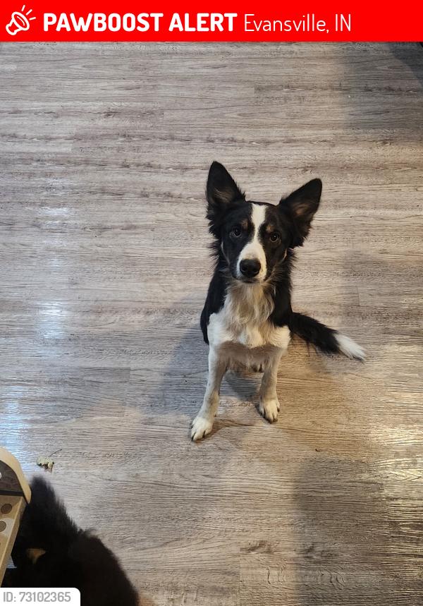 Lost Female Dog last seen Washington and Weinbach, Evansville, IN 47714