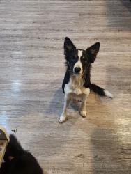 Lost Female Dog last seen Washington and Weinbach, Evansville, IN 47714