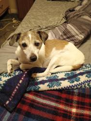 Lost Male Dog last seen S 11th street Springfield IL, Springfield, IL 62703