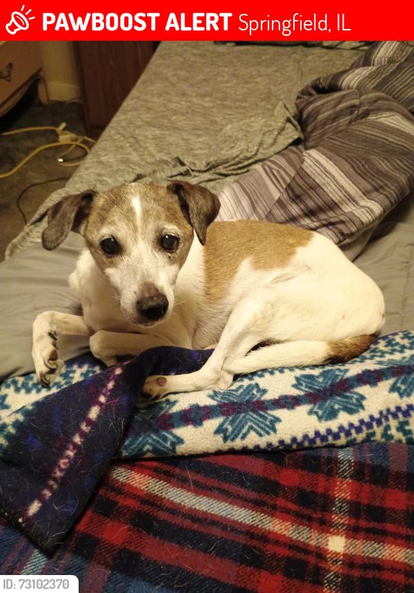 Lost Male Dog last seen S 11th street Springfield IL, Springfield, IL 62703
