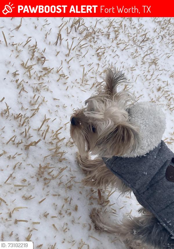Lost Male Dog last seen W Cleburne Rd, McPherson, Fort Worth, TX 76123