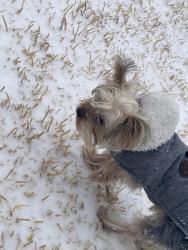 Lost Male Dog last seen W Cleburne Rd, McPherson, Fort Worth, TX 76123
