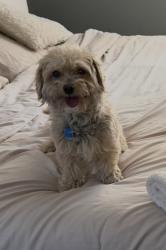 Found/Stray Female Dog last seen Hampden and chambers, Aurora, CO 80013