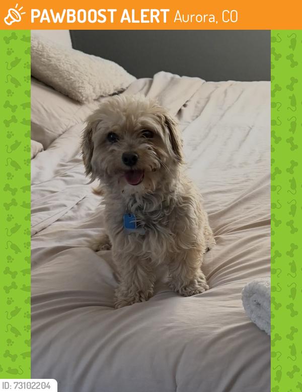 Found/Stray Female Dog last seen Hampden and chambers, Aurora, CO 80013
