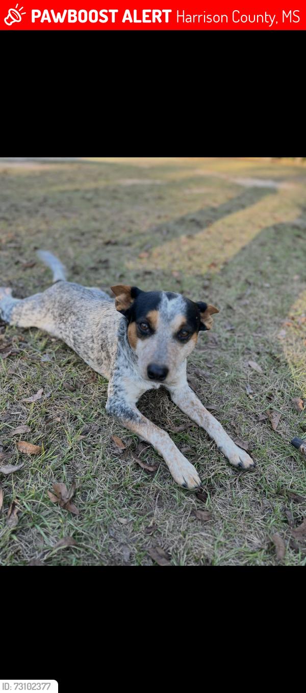 Lost Male Dog last seen Cousins gas station on hwy 53, Gulfport, MS 39503