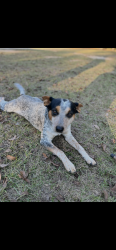 Lost Male Dog last seen Cousins gas station on hwy 53, Gulfport, MS 39503