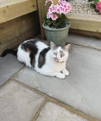 Reunited Male Cat last seen Springfield drive, ST7, Kidsgrove, England ST7 1BL