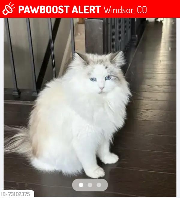 Lost Female Cat last seen by ridgehill tavern on 7th st, Windsor, CO 80550
