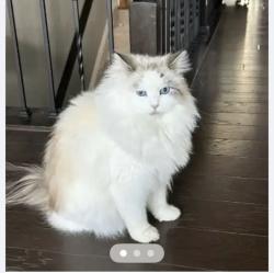 Lost Female Cat last seen by ridgehill tavern on 7th st, Windsor, CO 80550