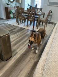 Found/Stray Female Dog last seen Gulf breeze pkway and oak drive, Gulf Breeze, FL 32563