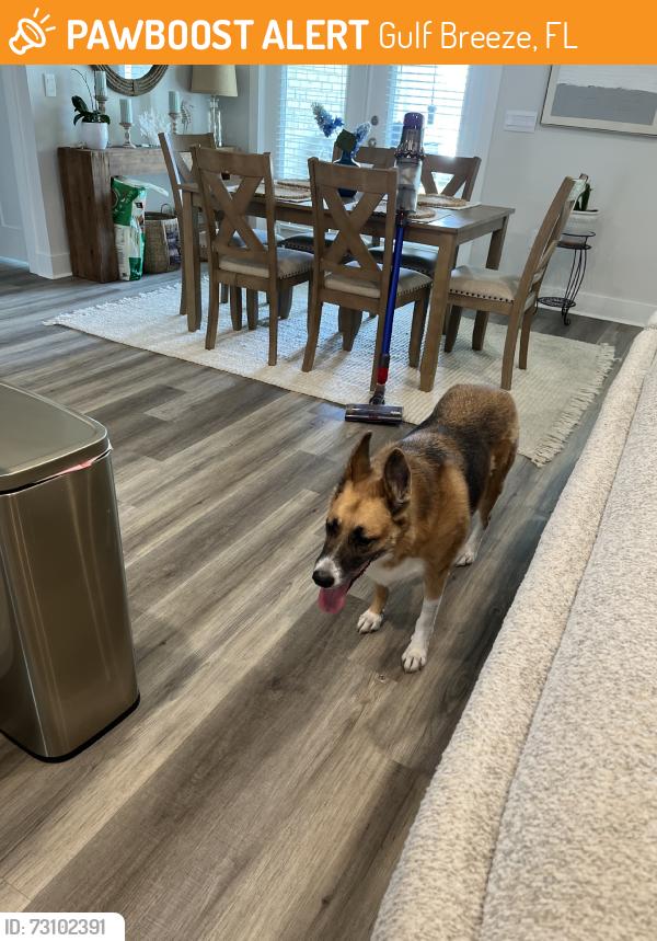 Found/Stray Female Dog last seen Gulf breeze pkway and oak drive, Gulf Breeze, FL 32563