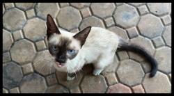 Found/Stray Female Cat last seen Near NE 2nd Street Dania Beach, Fl 33004, Dania Beach, FL 33004
