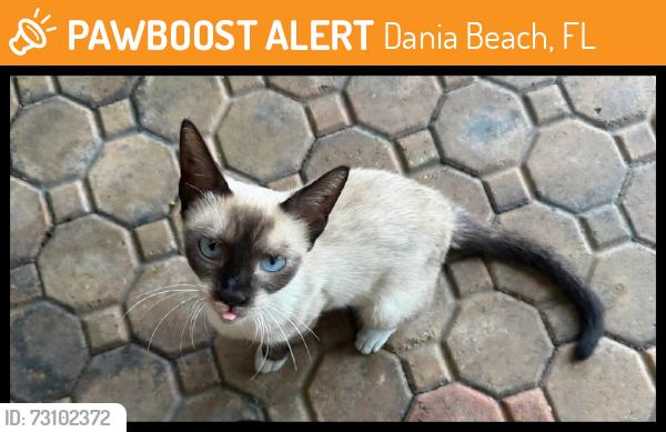 Rehomed Female Cat last seen Near NE 2nd Street Dania Beach, Fl 33004, Dania Beach, FL 33004