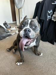 Reunited Male Dog last seen Fry road / 529, Houston, TX 77084