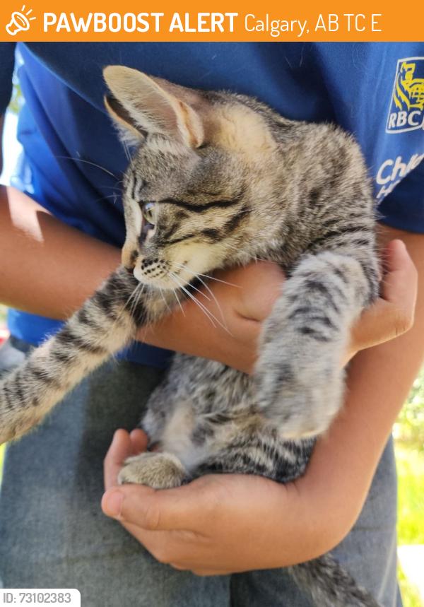 Found/Stray Unknown Cat last seen Near 7 ave sw, Calgary, AB T3C 0E3