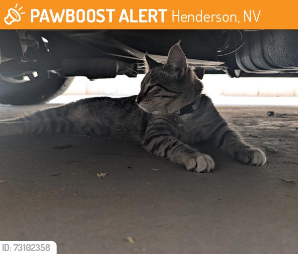 Found/Stray Male Cat last seen Center and Warm Springs, Henderson, NV 89015