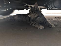 Found/Stray Male Cat last seen Center and Warm Springs, Henderson, NV 89015
