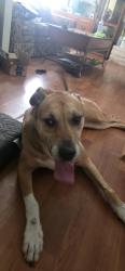 Found/Stray Male Dog last seen Spring Briar Ln & Gum Spring Ln, Spring, TX 77373