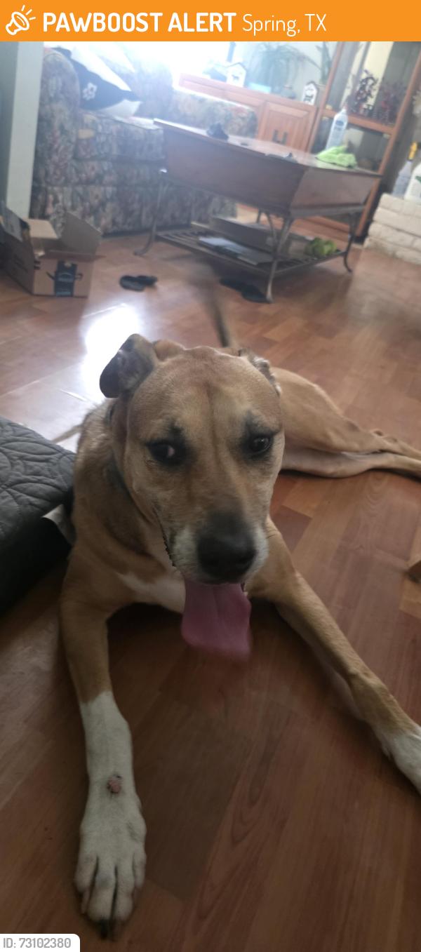 Found/Stray Male Dog last seen Spring Briar Ln & Gum Spring Ln, Spring, TX 77373