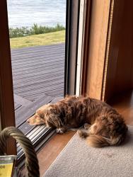 Lost Male Dog last seen Warrendale, Cascade Locks, OR 97014