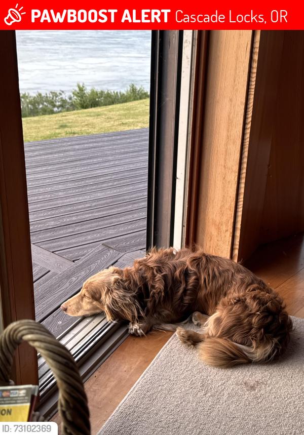 Lost Male Dog last seen Warrendale, Cascade Locks, OR 97014