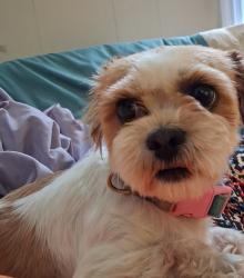 Lost Female Dog last seen North main street, Waterbury, CT 06704