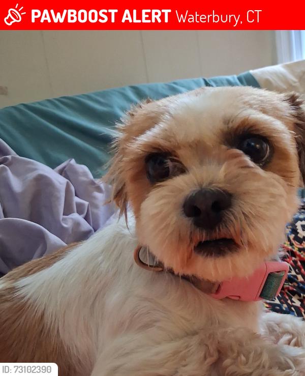 Lost Female Dog last seen North main street, Waterbury, CT 06704