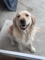 Lost Female Dog last seen Central richmond, Richmond, CA 94801