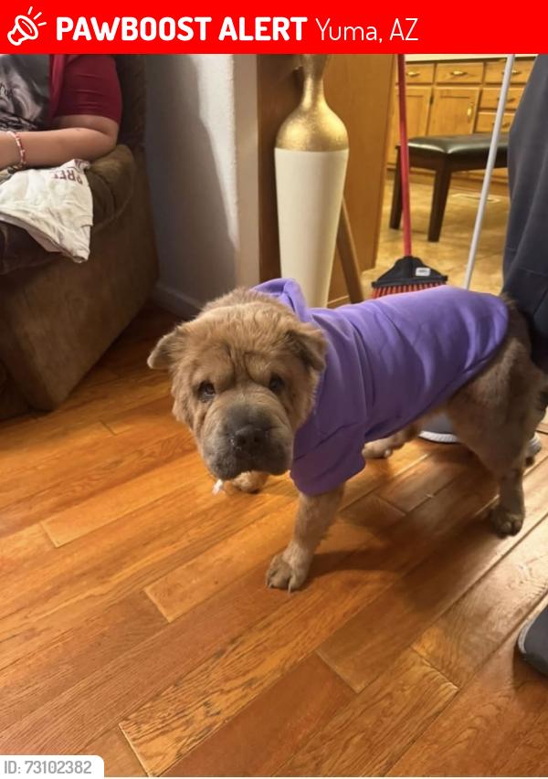 Lost Female Dog last seen Near E 50th st, Yuma, AZ 85367