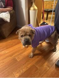 Lost Female Dog last seen Near E 50th st, Yuma, AZ 85367