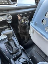 Lost Female Cat last seen Building 5120 Goldsboro Dr., Hampton, VA 23605