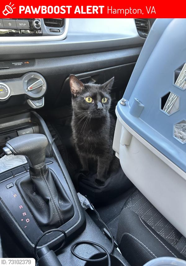 Lost Female Cat last seen Building 5120 Goldsboro Dr., Hampton, VA 23605
