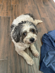Reunited Unknown Dog last seen Near Pritchard Rd. and Sportsman Club Rd., Jacksonville, FL 32219
